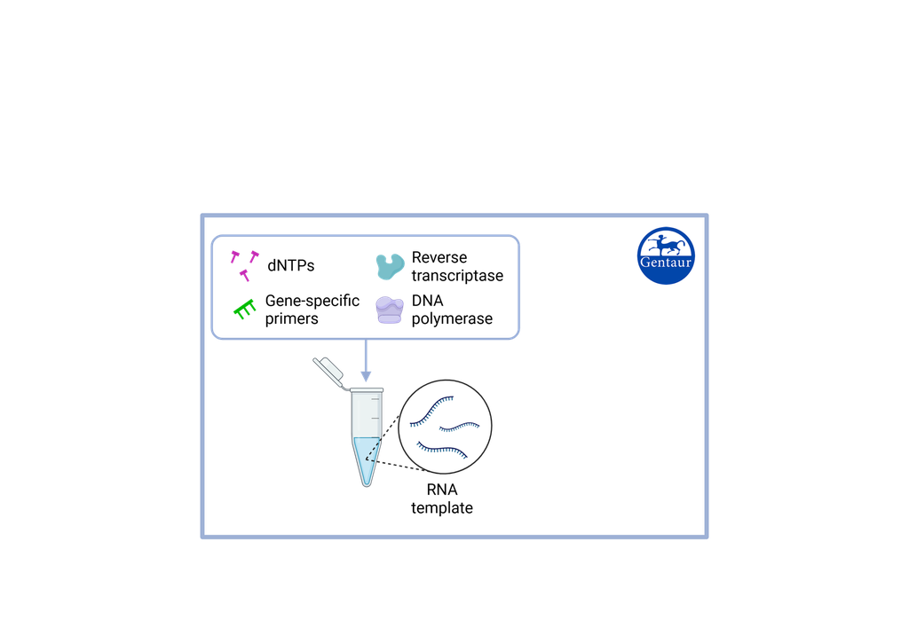 Folate Metabolism RT PCR Genotyping Kit 