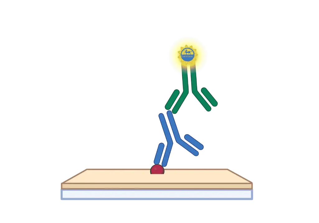 α1-AGP ELISA, Chicken