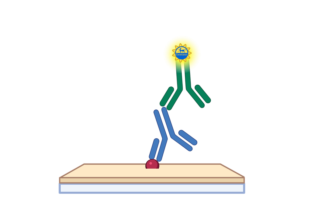 Donkey ATP synthase pr