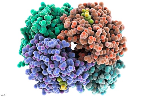 [ELK10359] Human PROC (Protein C) ELISA Kit - 48 Tests