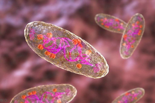 [ELKP769] pET-28b-T7-henAsCas12a-HF1 (E174R-N282A-S542R-K548R)-NLS (nucleoplasmin)-6xHis (AAS1935) plasmid - 1 Vial