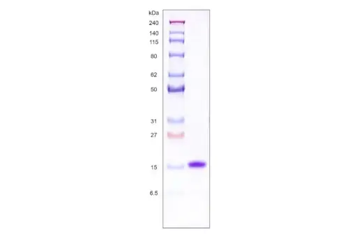 [MC01-100] Recombinant Human Galectin 1, His Tag -100 ug