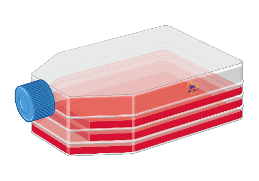 [FM-HKB-cd40] CD40L Reporter Cells