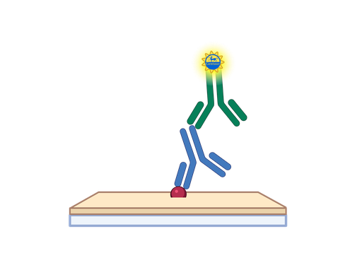 [GEN - EELCh0115-5] α-SMA ELISA, Chicken